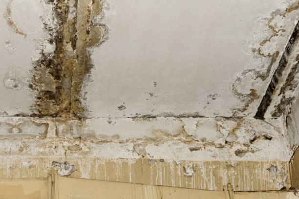  Rock Springs, NM Mold Removal Pros