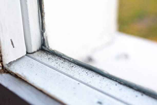 Best Mold Remediation for Healthcare Facilities  in Rock Springs, NM