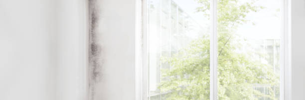 Mold Documentation for Insurance Claims in Rock Springs, NM